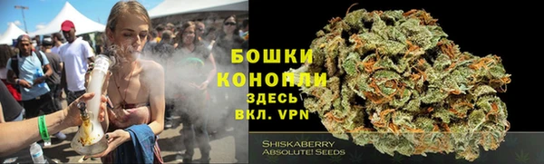 индика Новозыбков